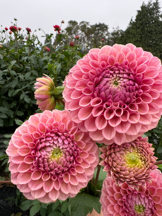 Bracken Rose