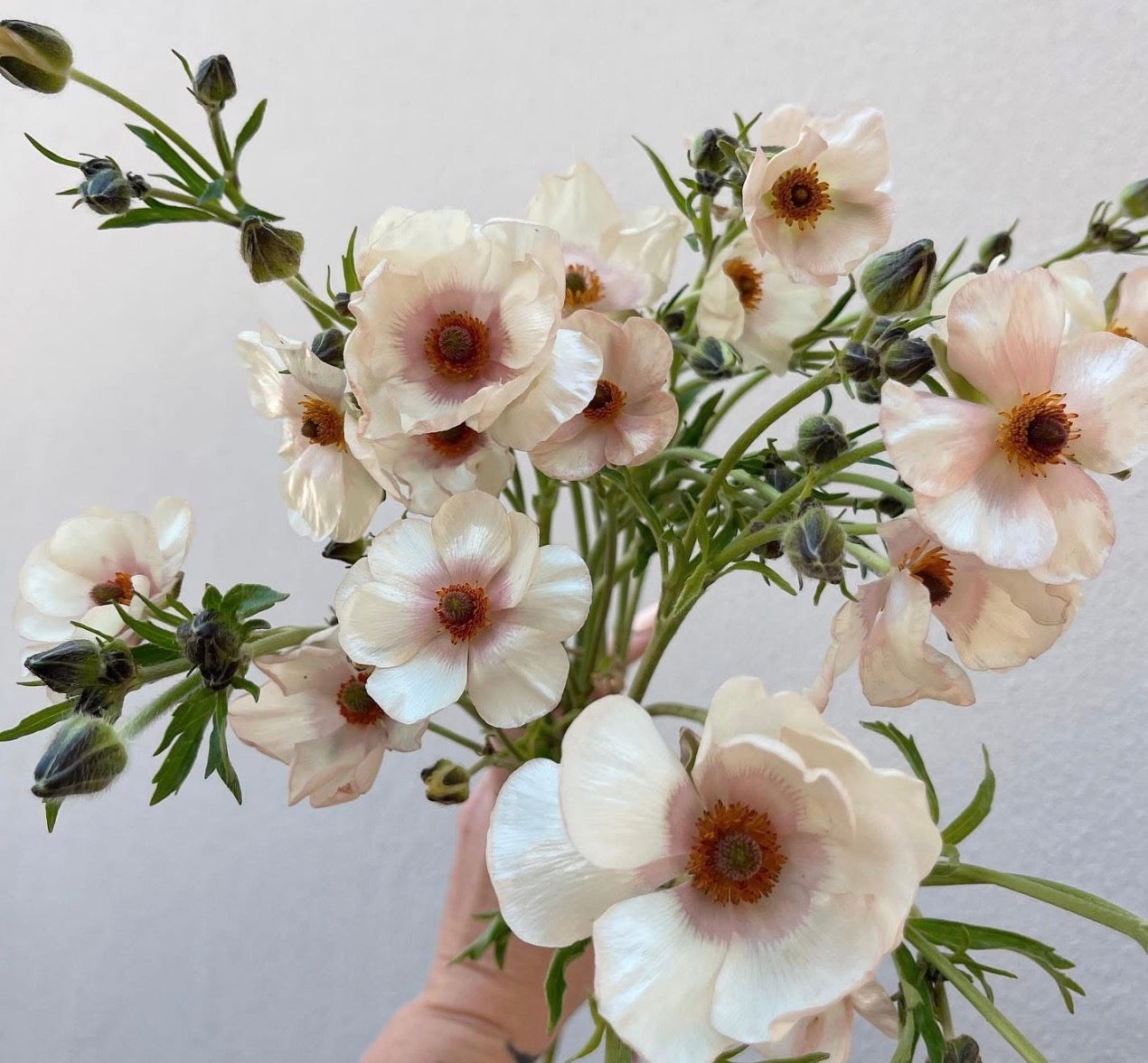Butterfly Ranunculus - Melissa (5 corms)