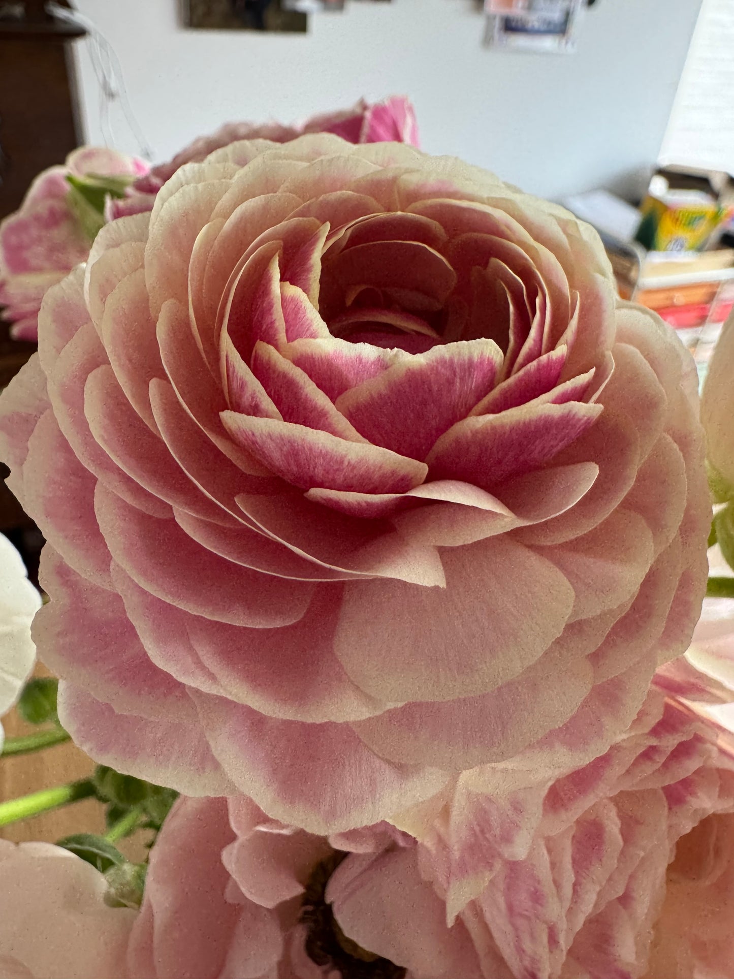 Ranunculus Amandine Porcelain (10 corms)