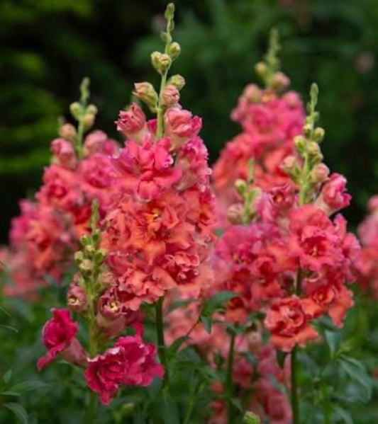 Snapdragon Madame Butterfly – Cherry Bronze (6 seedlings)