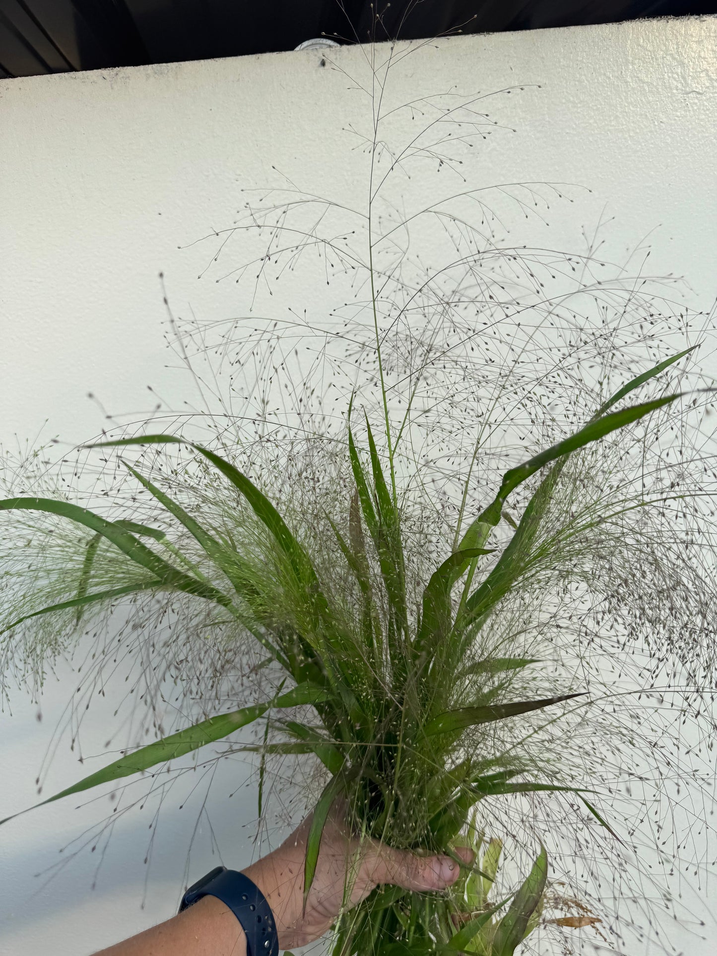 Ornamental grass (6 seedlings)