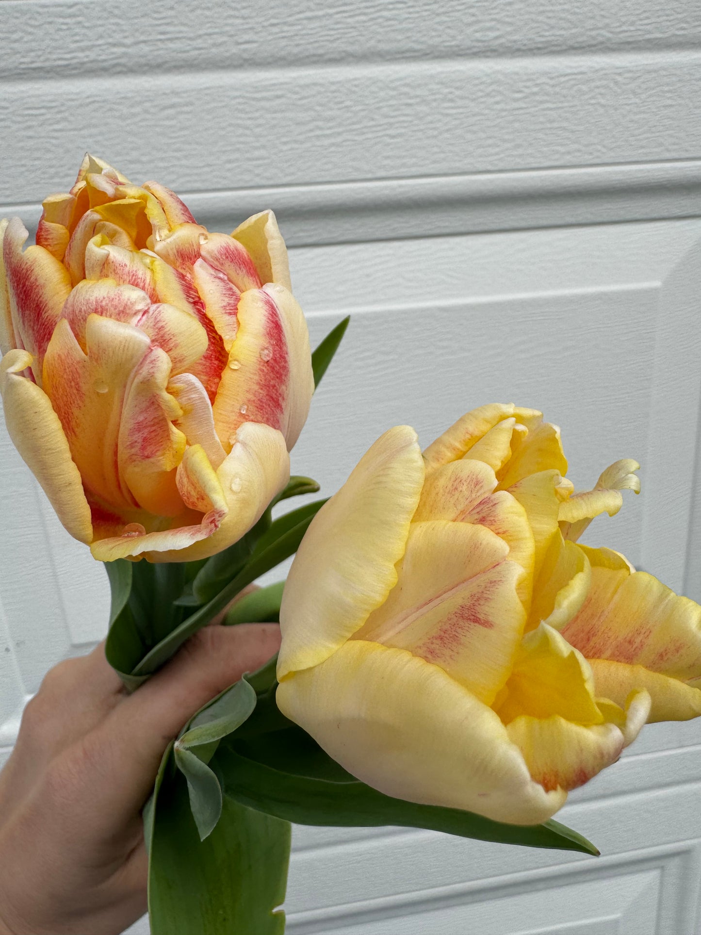 Foxy Foxtrot (10 tulip bulbs)