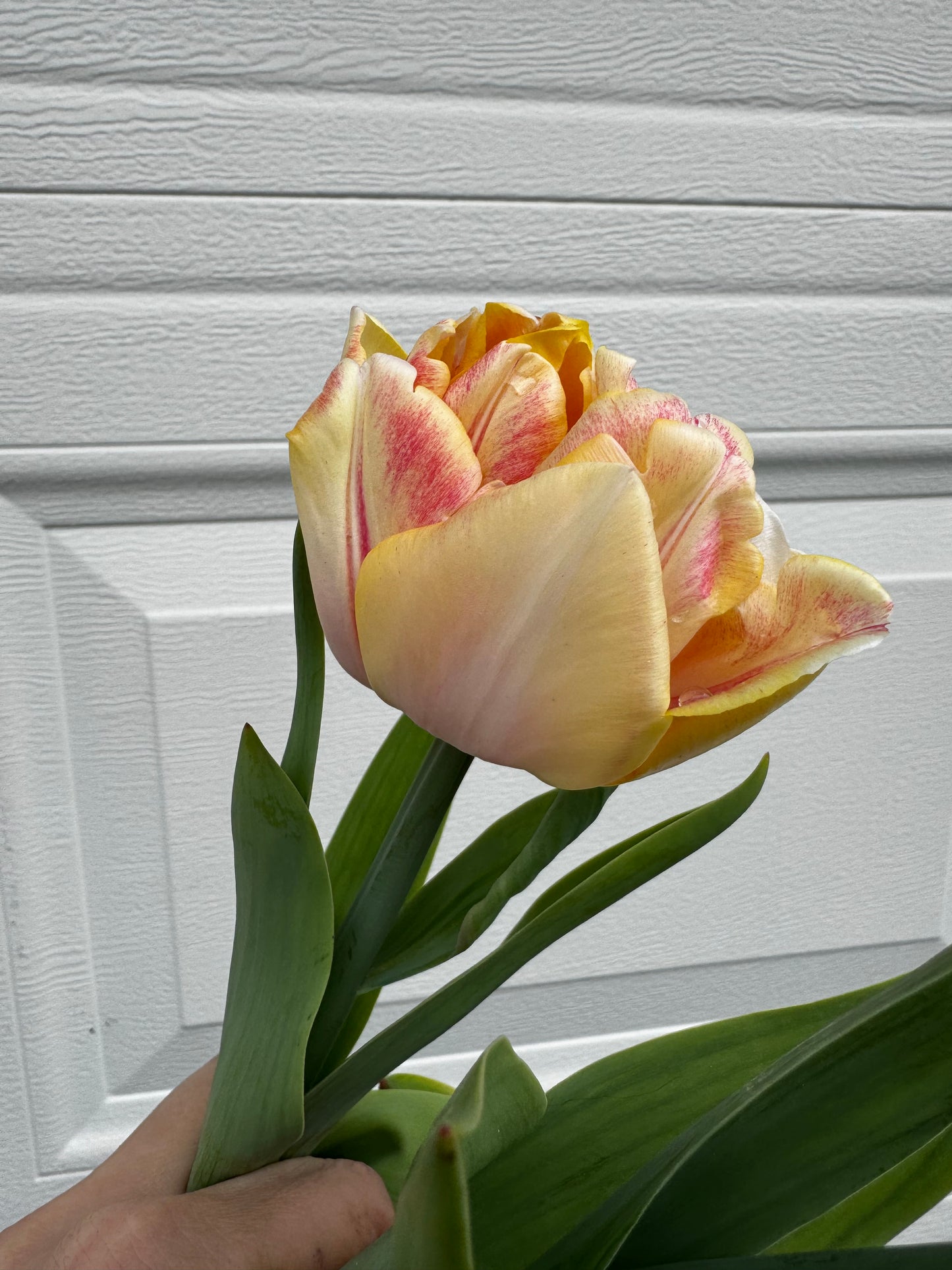 Foxy Foxtrot (10 tulip bulbs)