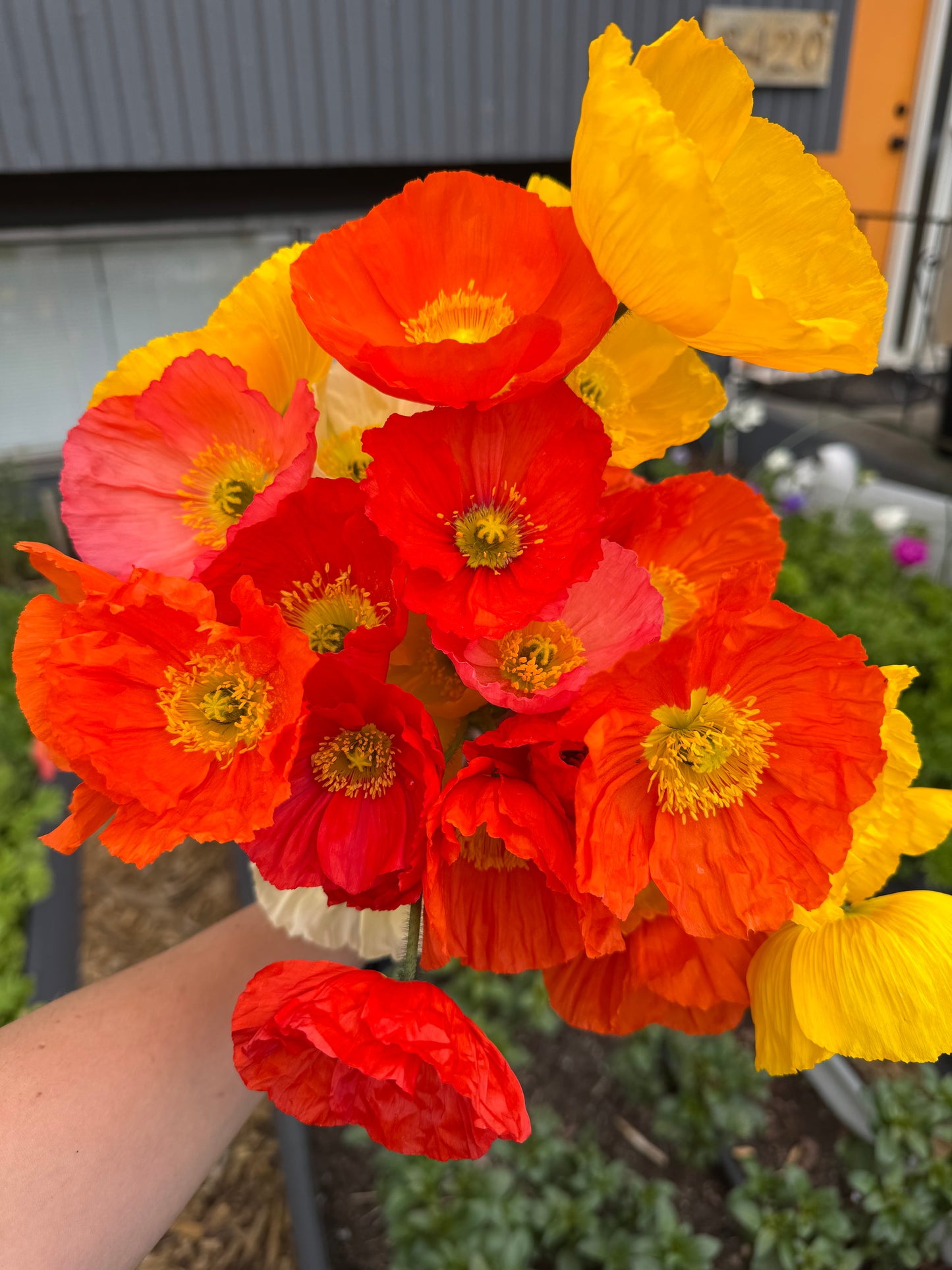 Icelandic poppy seedlings (6 - mixed colors)