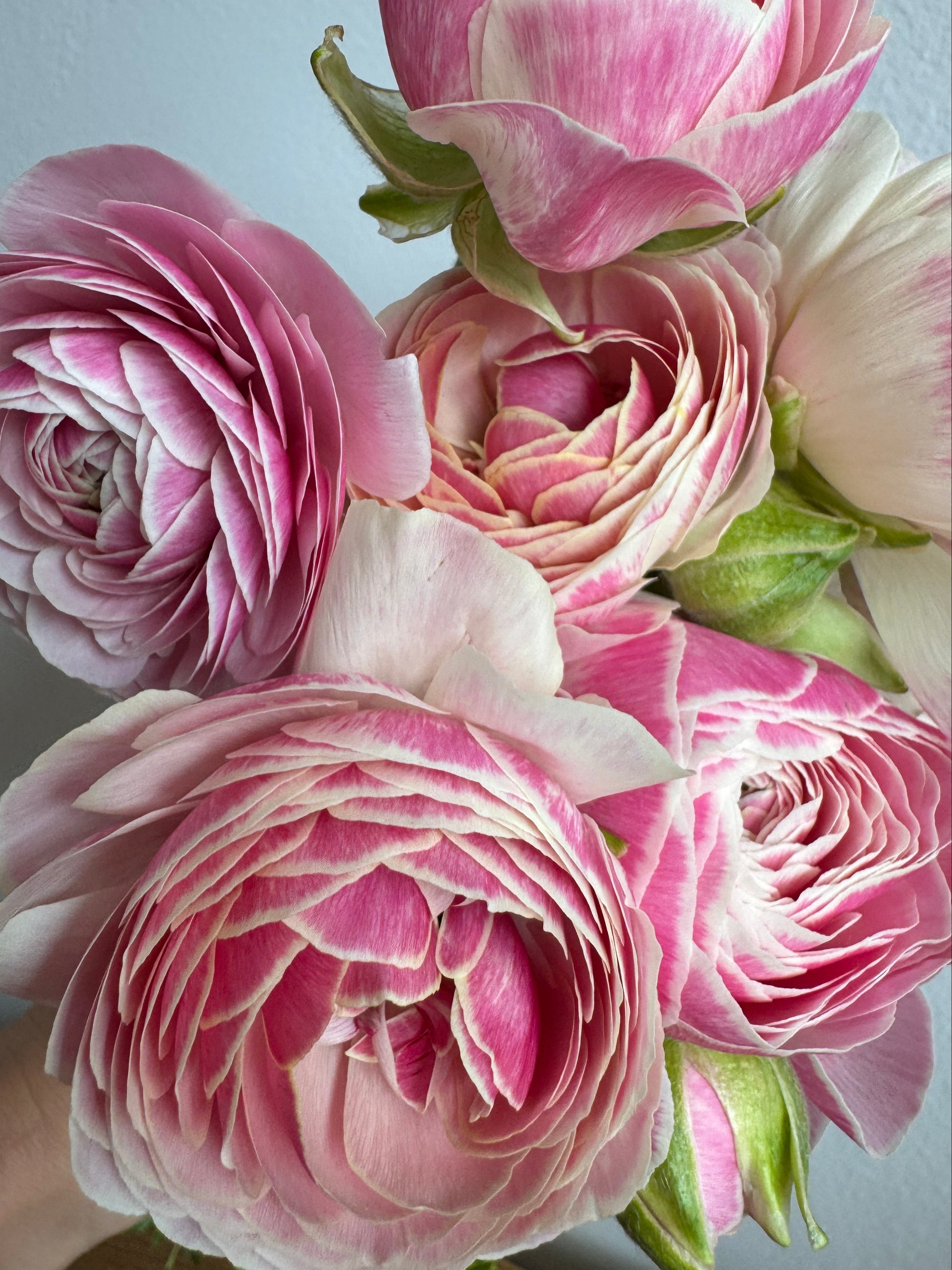 Ranunculus Amandine Porcelain 