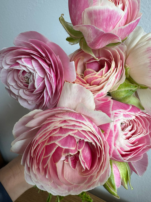 Ranunculus Amandine Porcelain (10 corms)