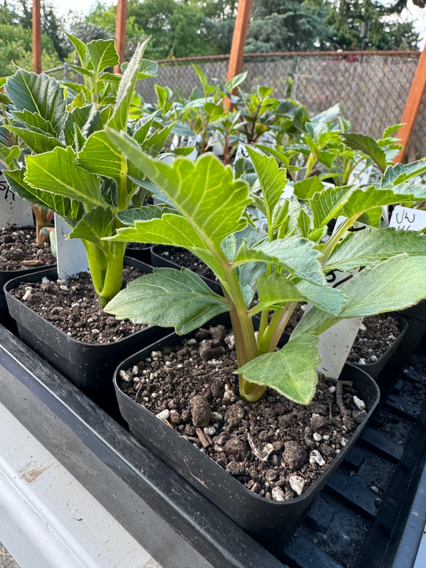 Chewy Dahlia Cutting