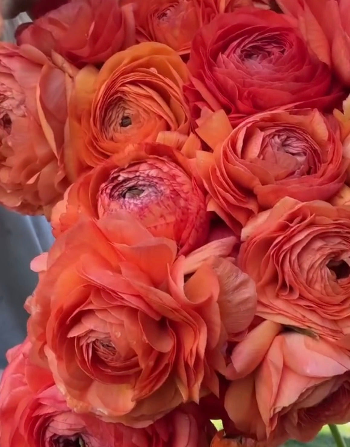Amandine Salmon Ranunculus (10 corms)