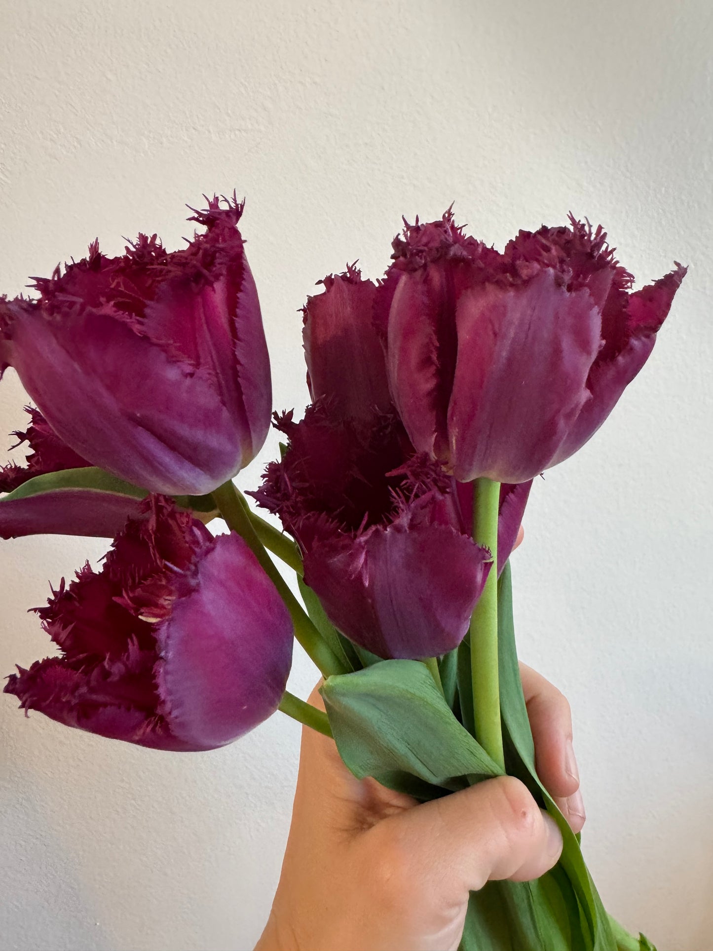 Purple Crystal Fringed Tulips (10 bulbs)