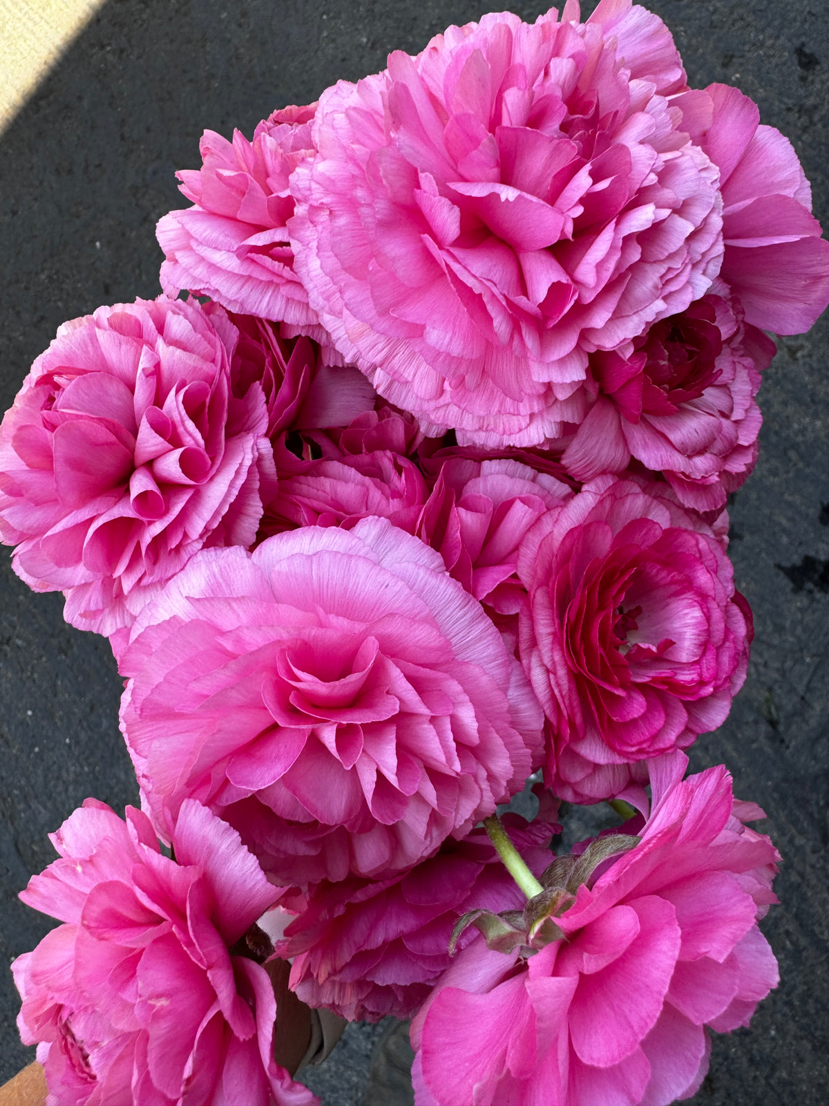 Romance Mercury Ranunculus (5 corms)
