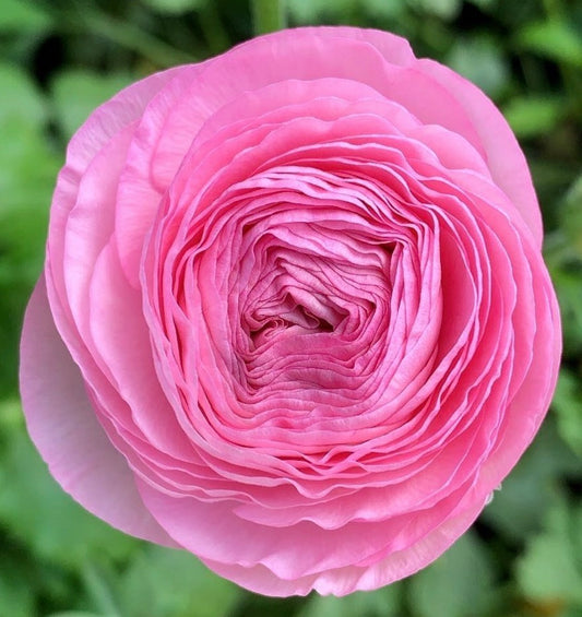 Ranunculus Amandine Barby (10 corms)