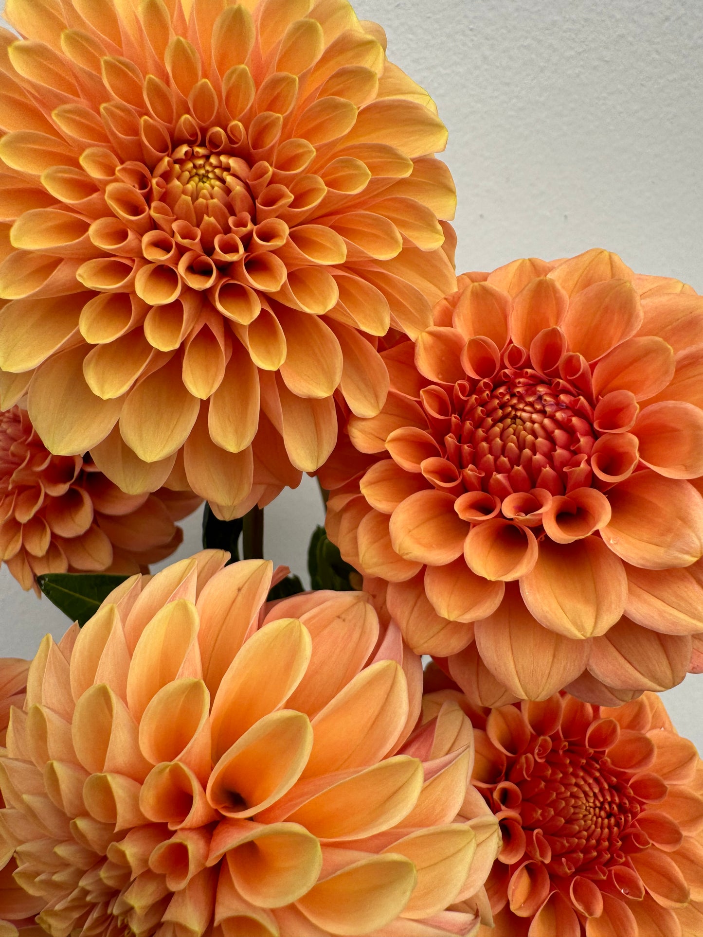 Rose Toscano