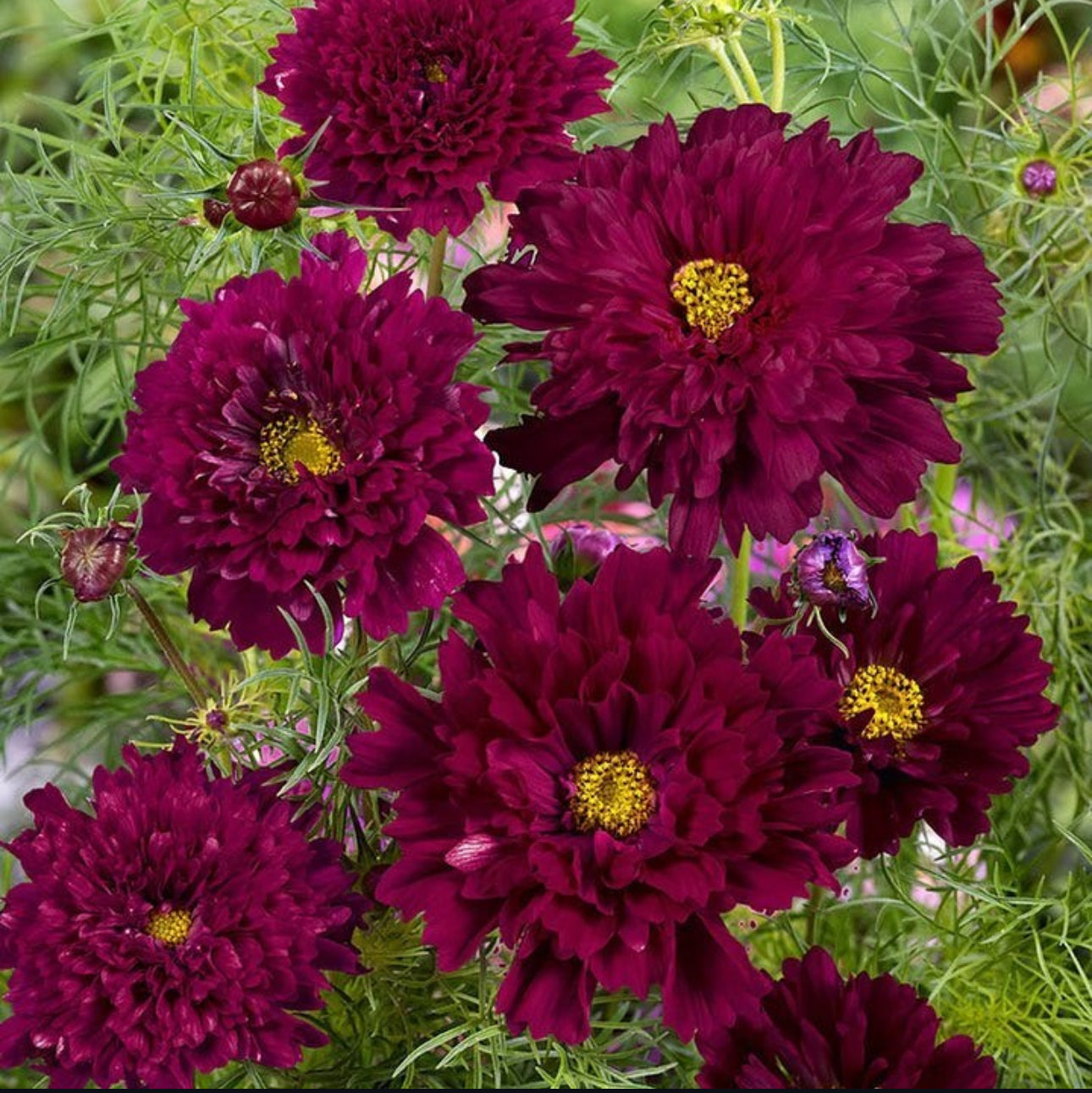 Cosmos - double click cranberries (6 seedlings)