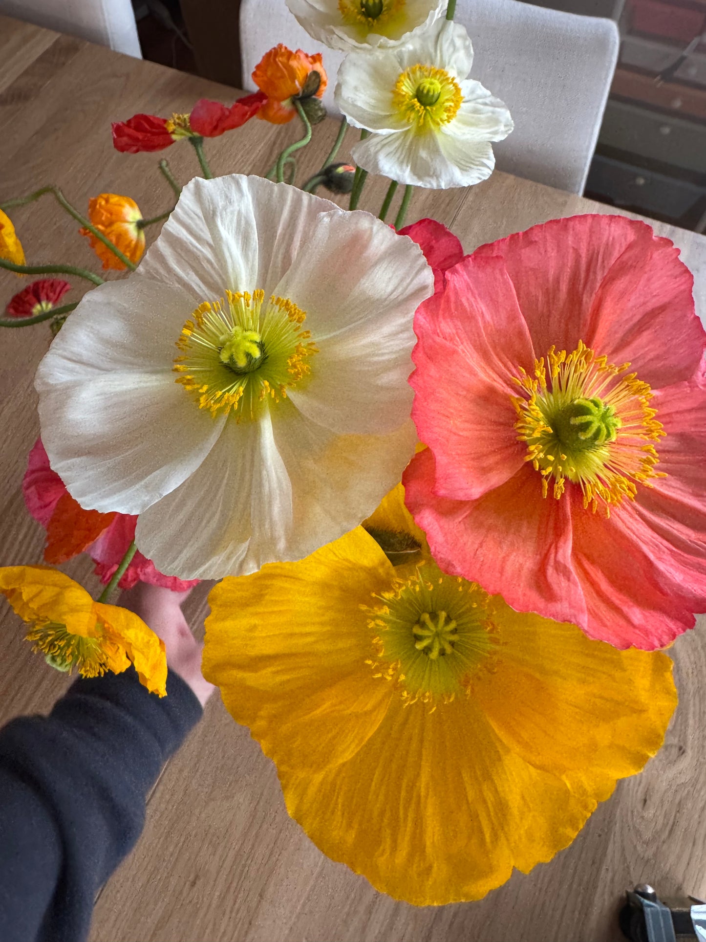 Icelandic poppy seedlings (6 - mixed colors)