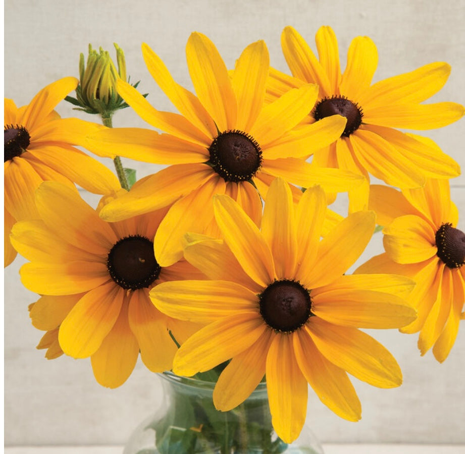 Rudbeckia - Indian Summer (6)