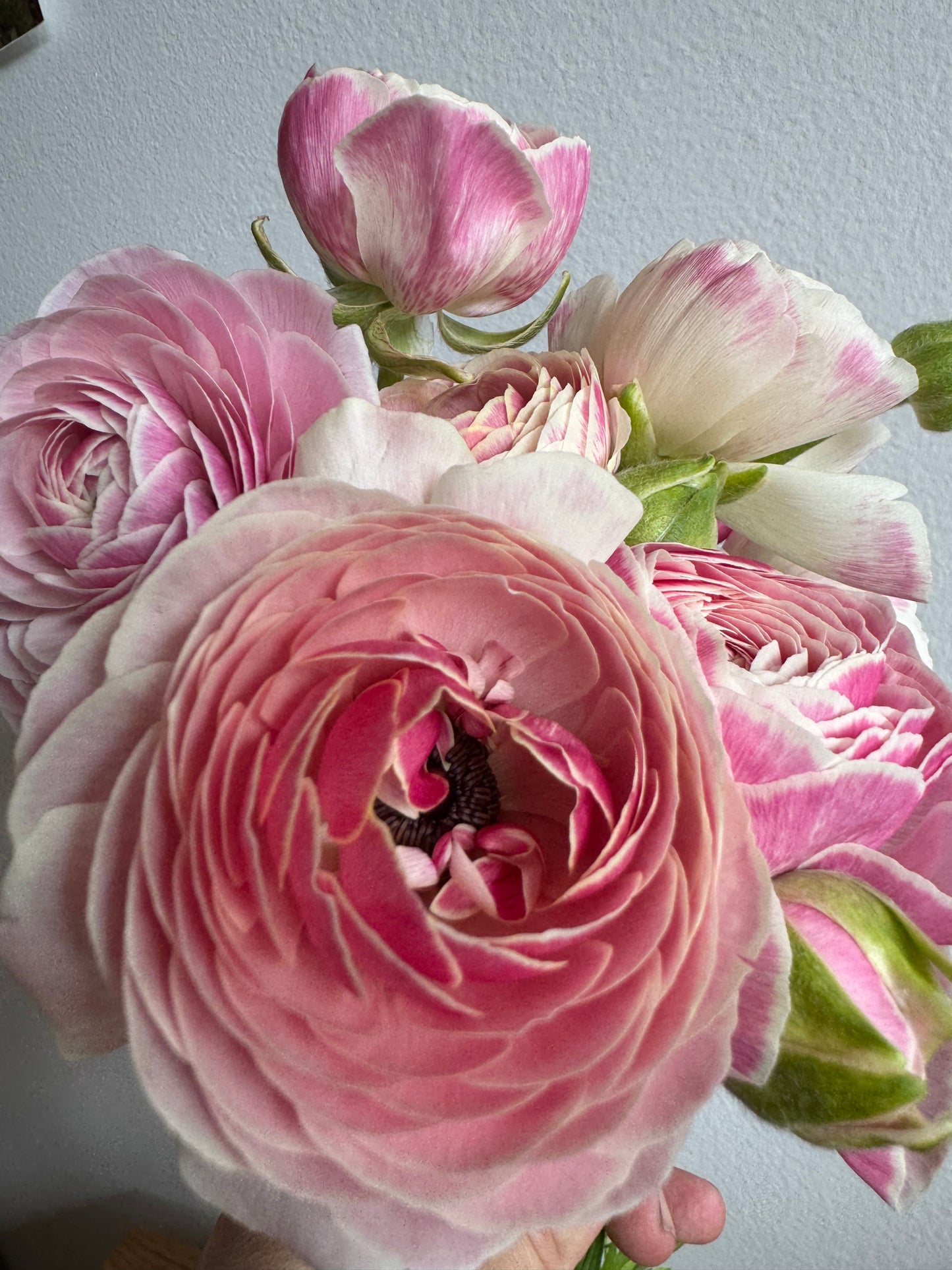 Ranunculus Amandine Porcelain (10 corms)