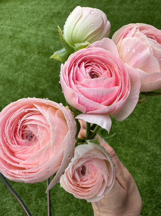 Ranunculus - Romance Seine (5 corms)