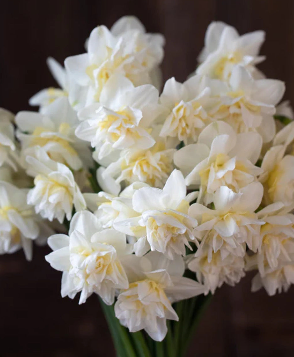 Daffodil - Obdam (10 bulbs)