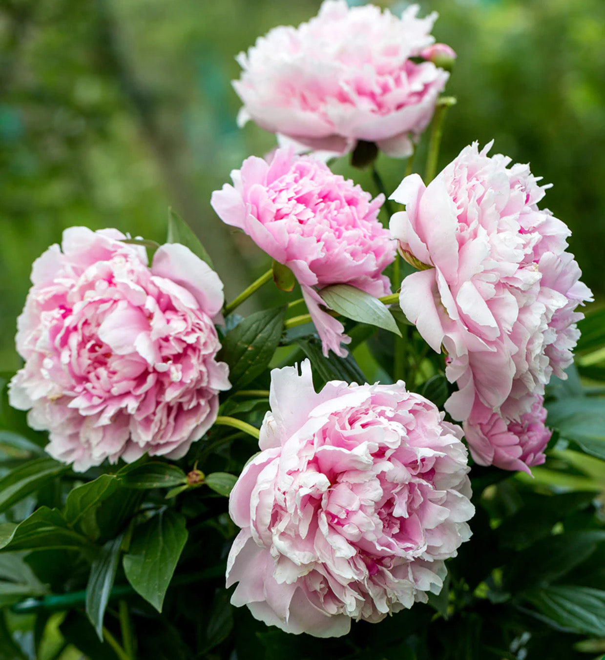 Peony - Sarah Bernhardt