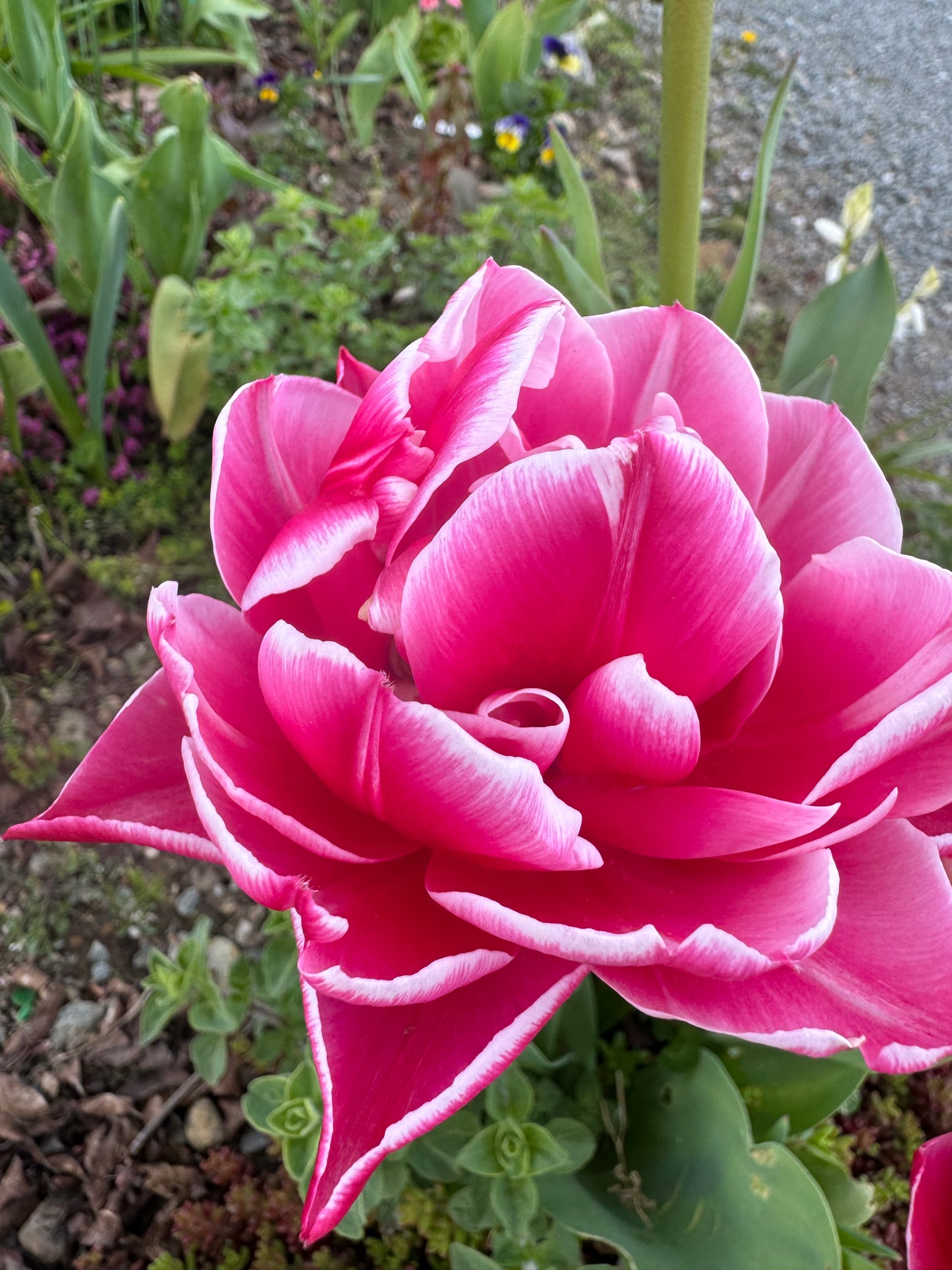 Columbus Tulips (10 bulbs)