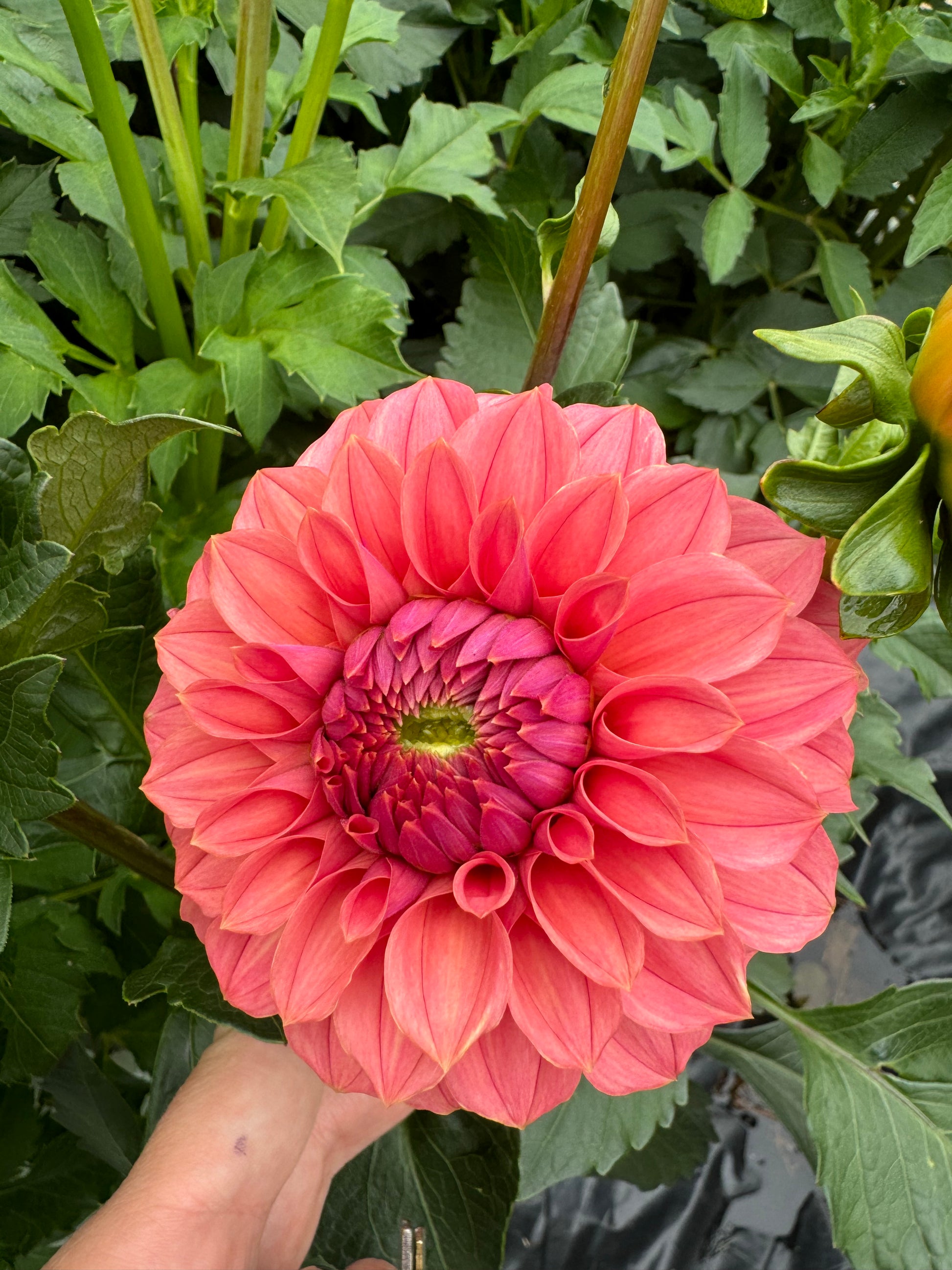 A KA’s Keltie Rose bloom.