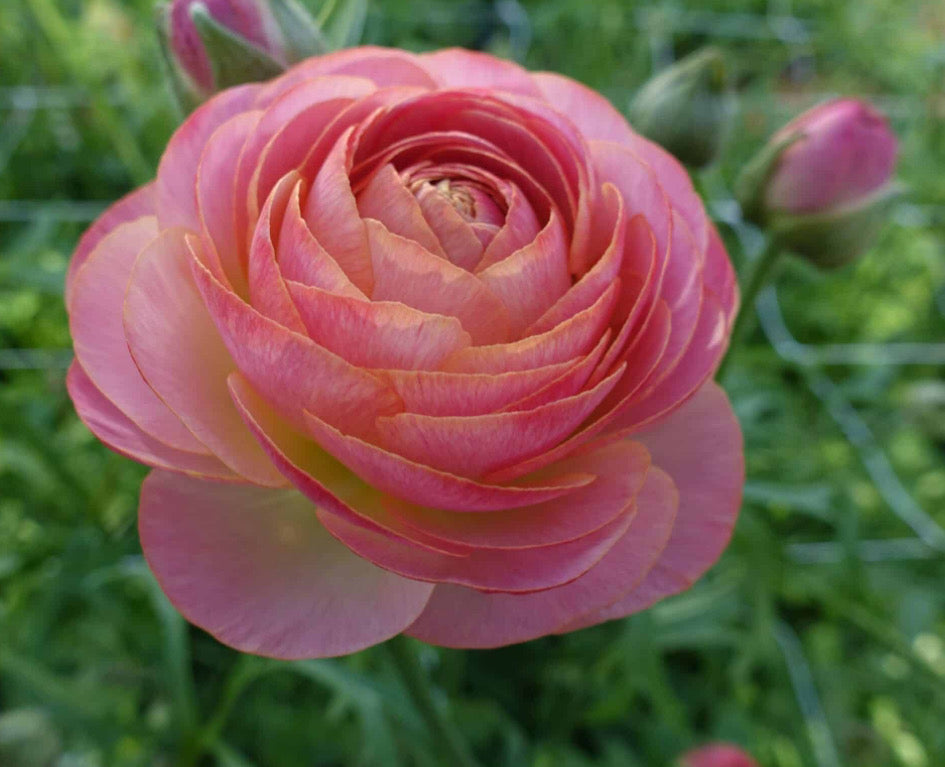 Nohant Ranunculus Ranunculus - Romance Nohant (5 corms) – West Seattle Flower Farm
