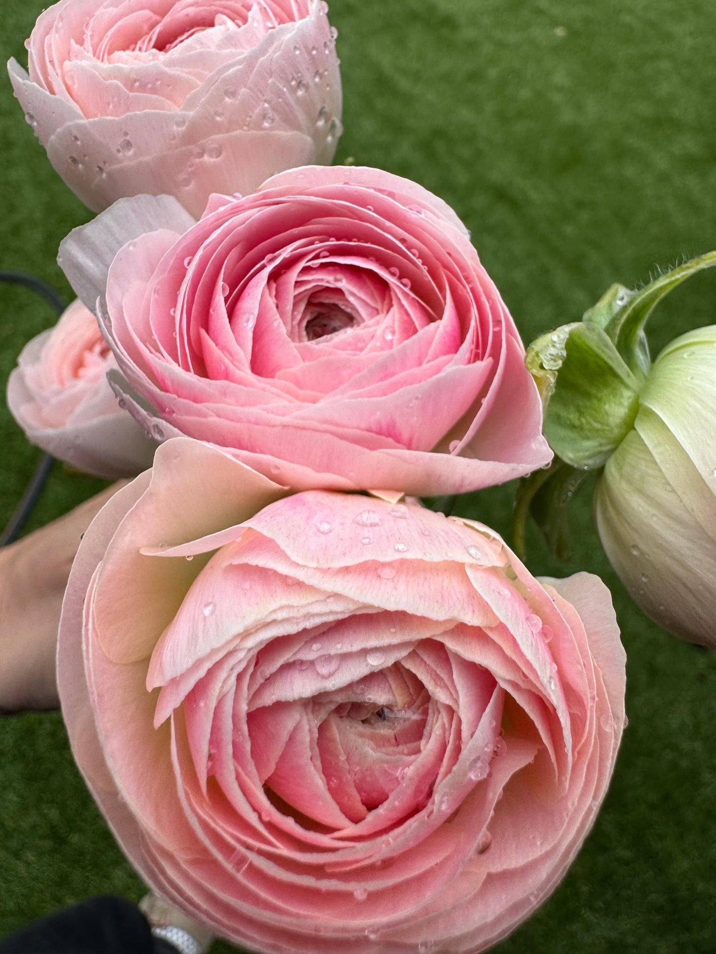 BUNDLE: Romance Ranunculus - Loubeyres, Courchevel, Seine, Salerno and Nohant (25 corms)