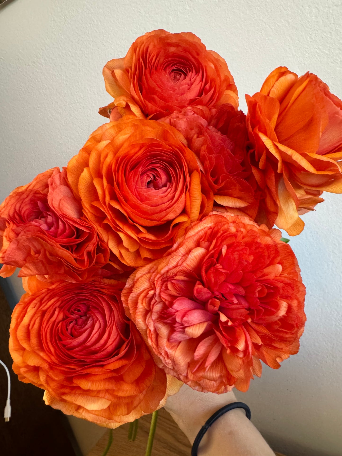 Ranunculus - Romance Paradou (5 corms)