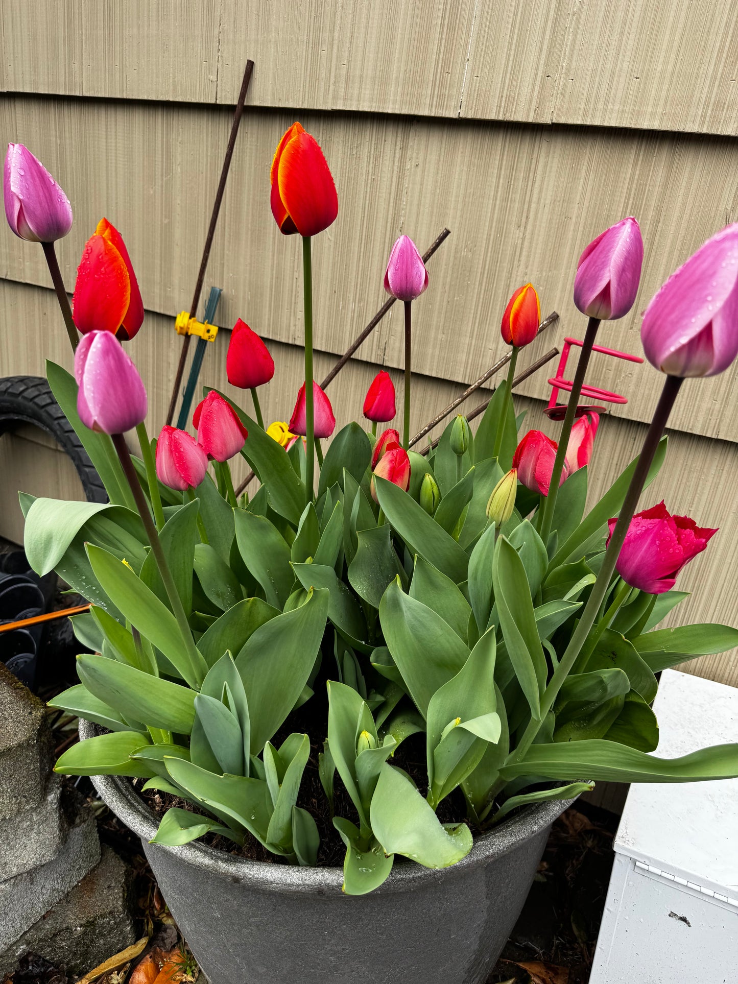 Tulip mix (25 bulbs)
