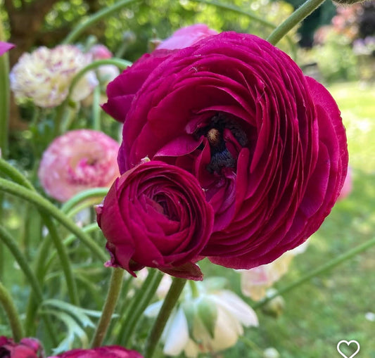 Amandine Violet Ranunculus (10 corms)