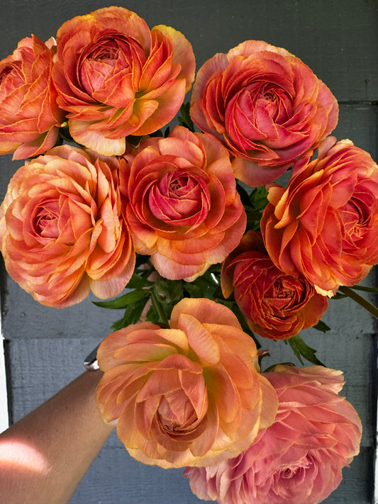 Romance Nohant Ranunculus (5 corms)