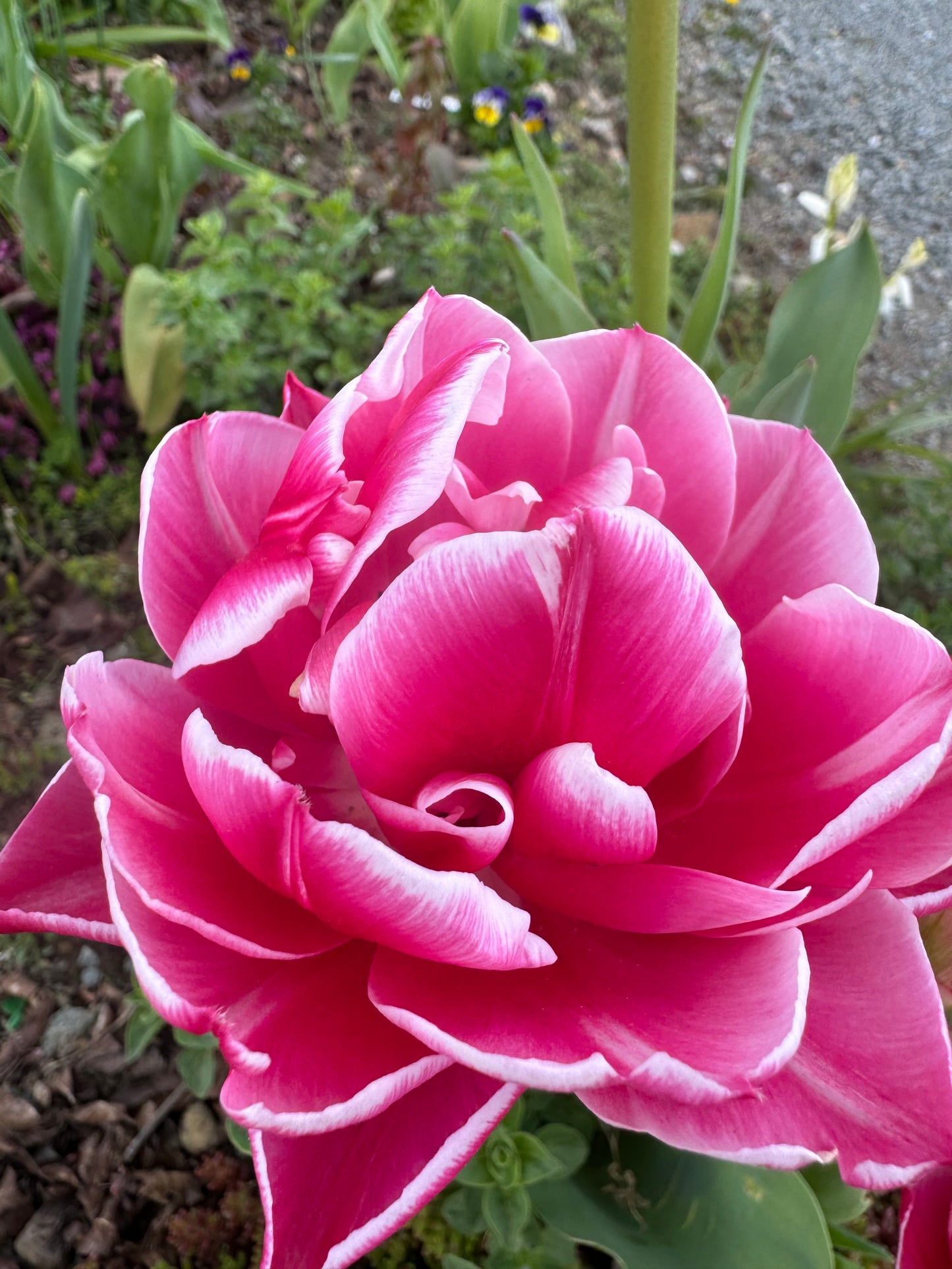 Columbus Tulips (10 bulbs)