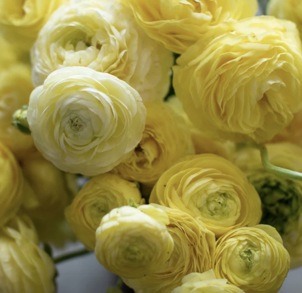 Amandine Cream Ranunculus (10 corms)