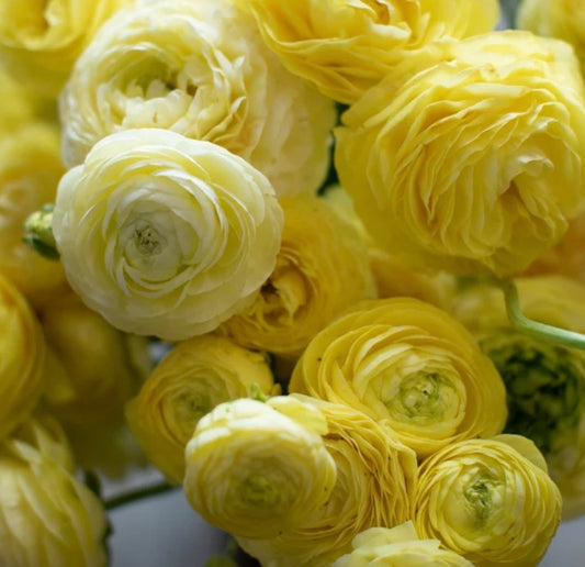 Amandine Cream Ranunculus (10 corms)