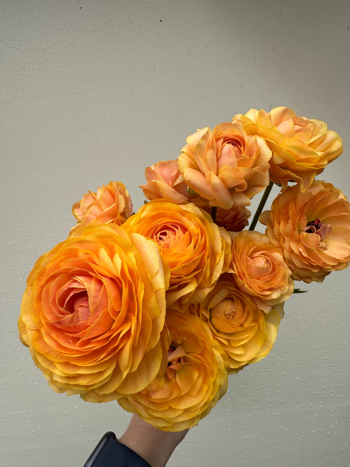 Ranunculus - Romance Salerno (5 corms)