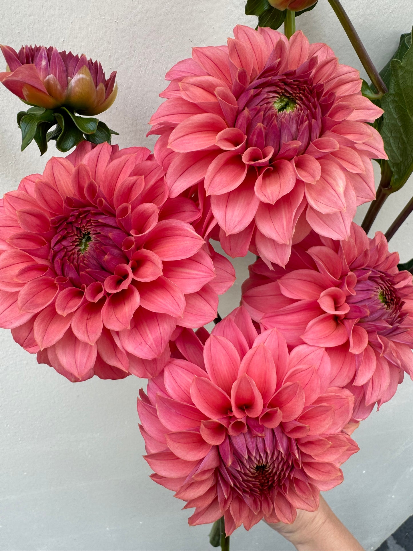 A handful of KA’s Keltie Rose dahlia blooms.