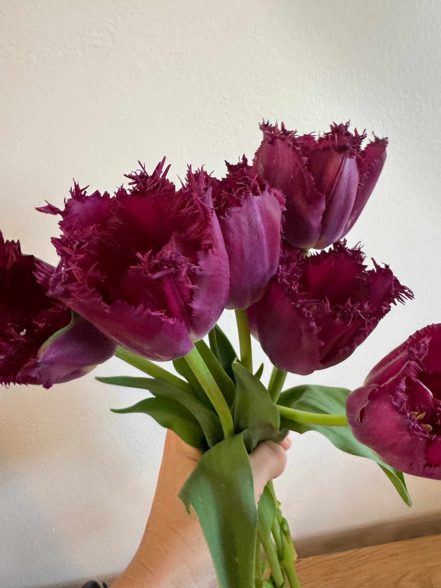 Purple Crystal Fringed Tulips (10 bulbs)