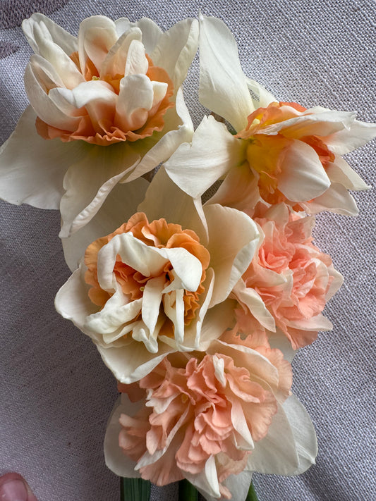 Daffodil - Replete (10 bulbs)