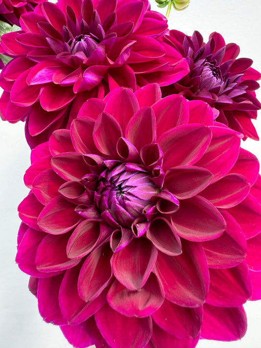 Summer Merlot dahlia cutting