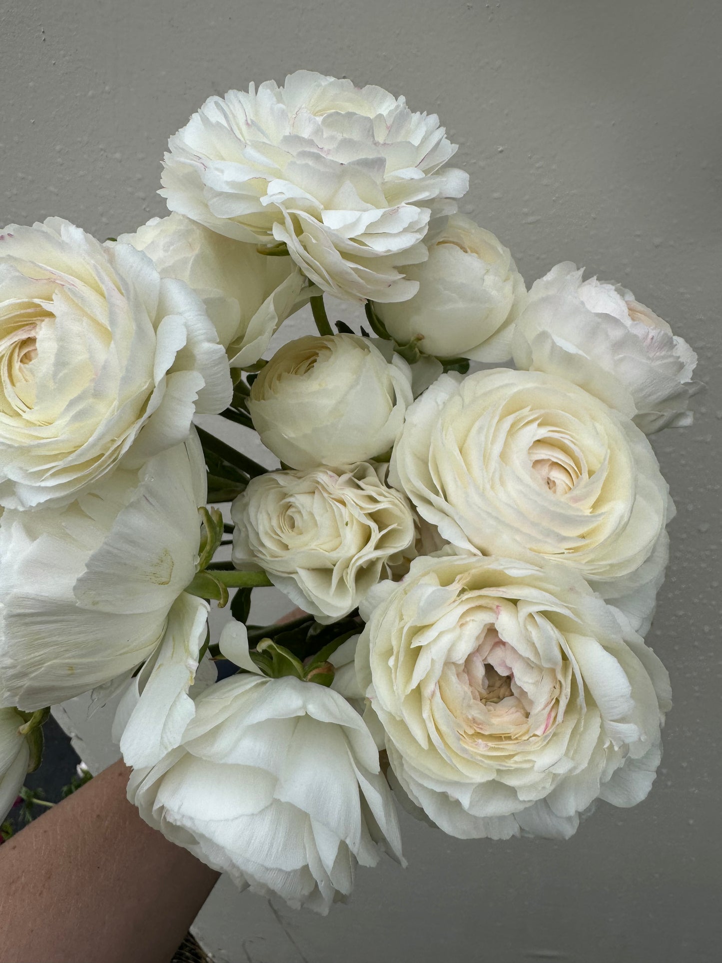 Ranunculus - Romance Courchevel (5 corms)