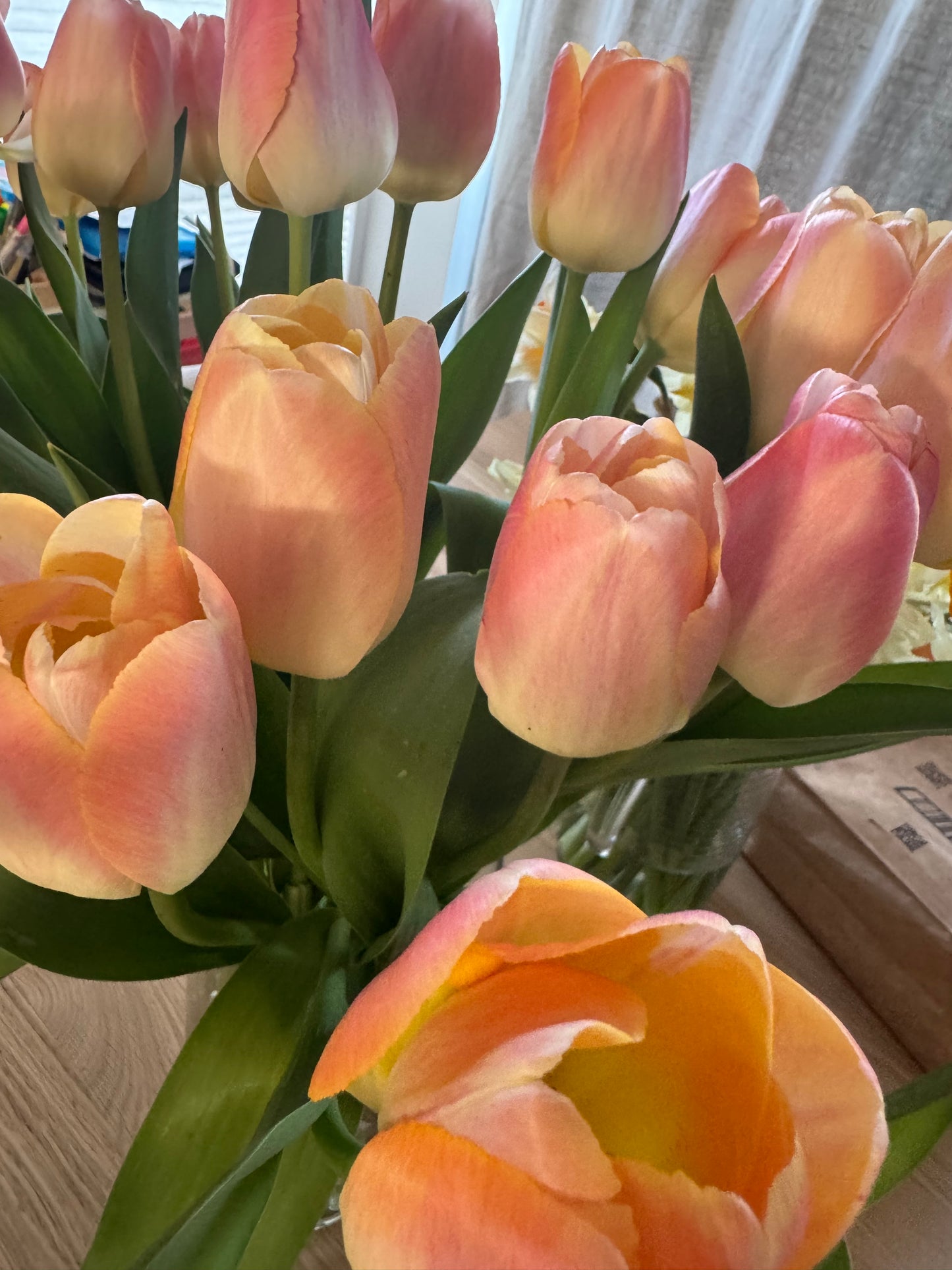 Mango Charm Tulip (10 bulbs)