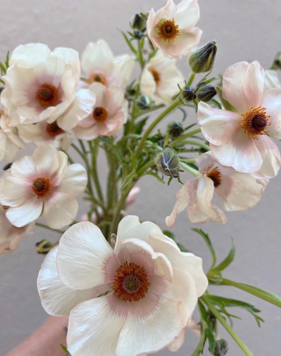 Butterflies Ranunculus Butterfly Ranunculus - Melissa (5 corms) – West Seattle Flower Farm