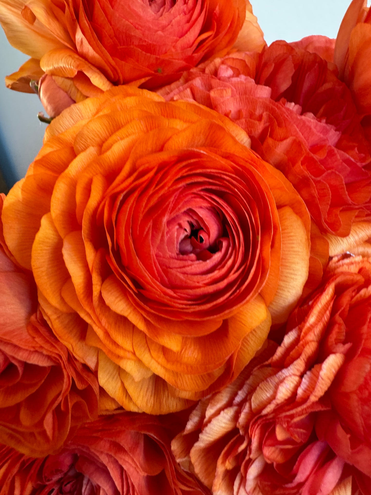 Ranunculus - Romance Paradou (5 corms)