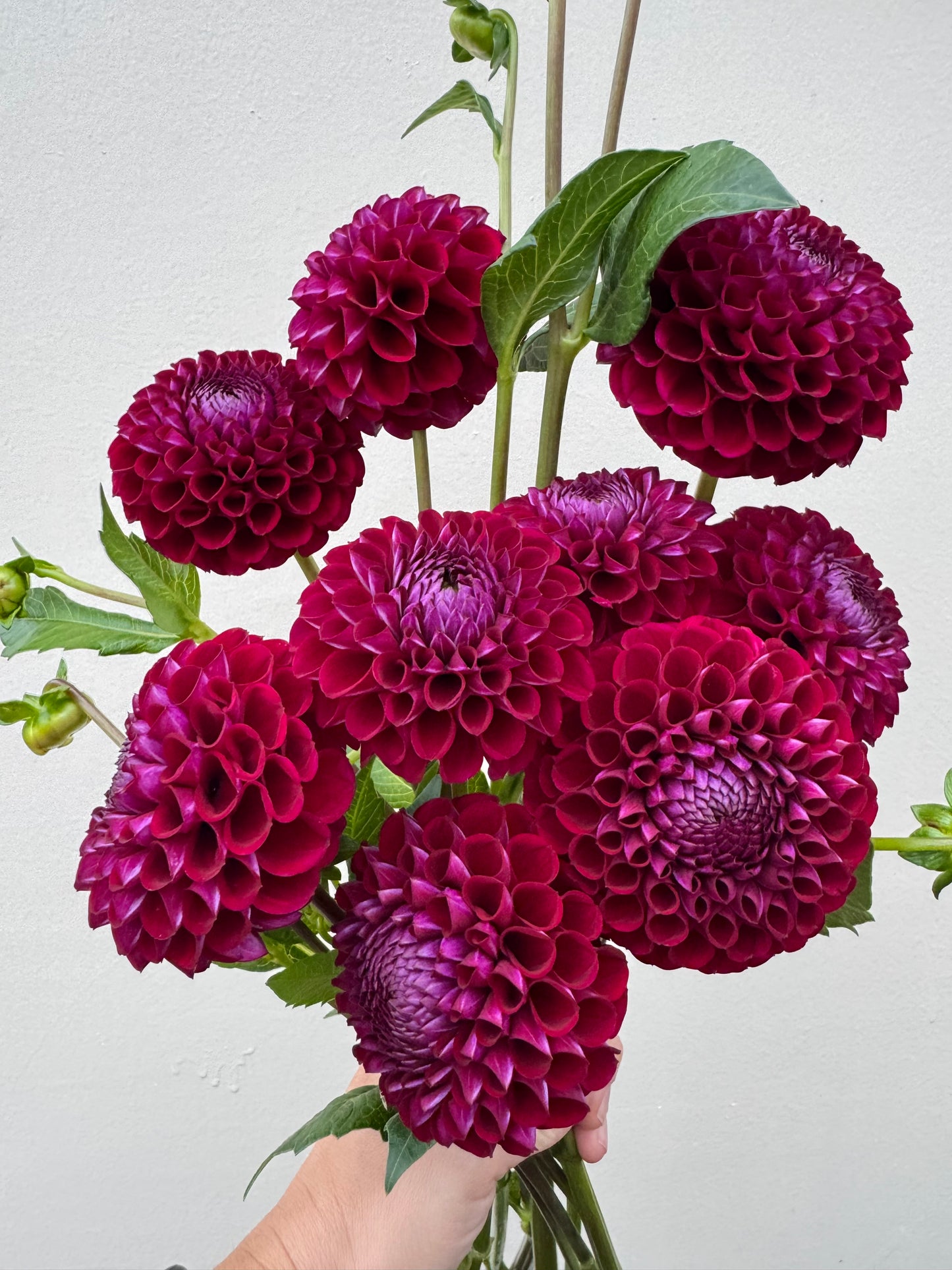 A handful of Ivanetti dahlia blooms.