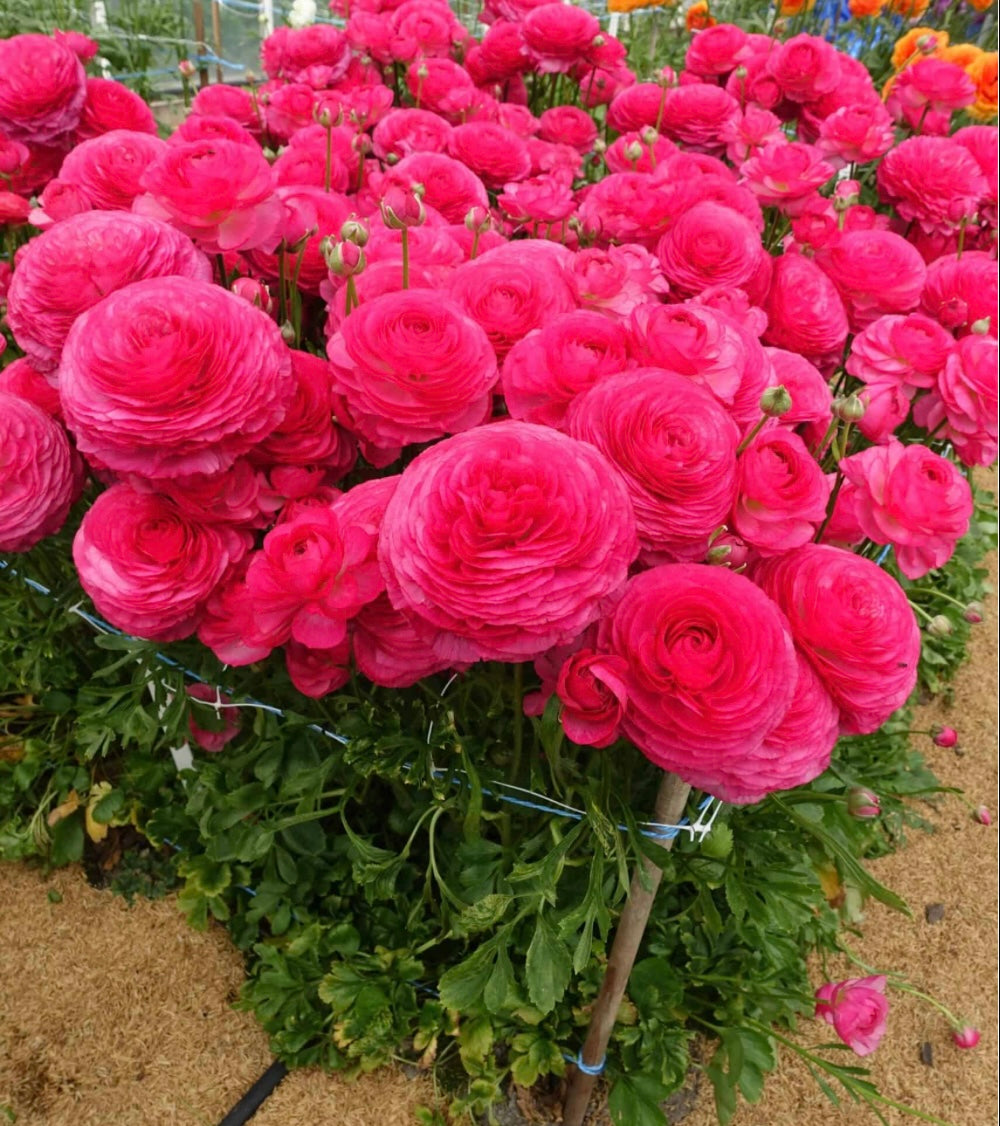 Ranunculus - Romance Mercury (5 corms)