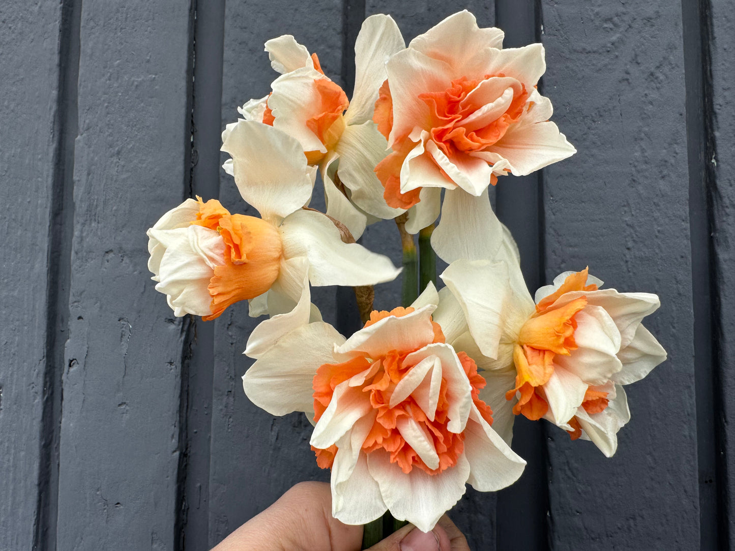 Daffodil - Replete (10 bulbs)