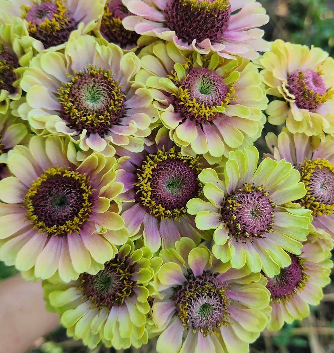 Zinnia seedlings - Queeny Lime Blotch (6 seedlings)