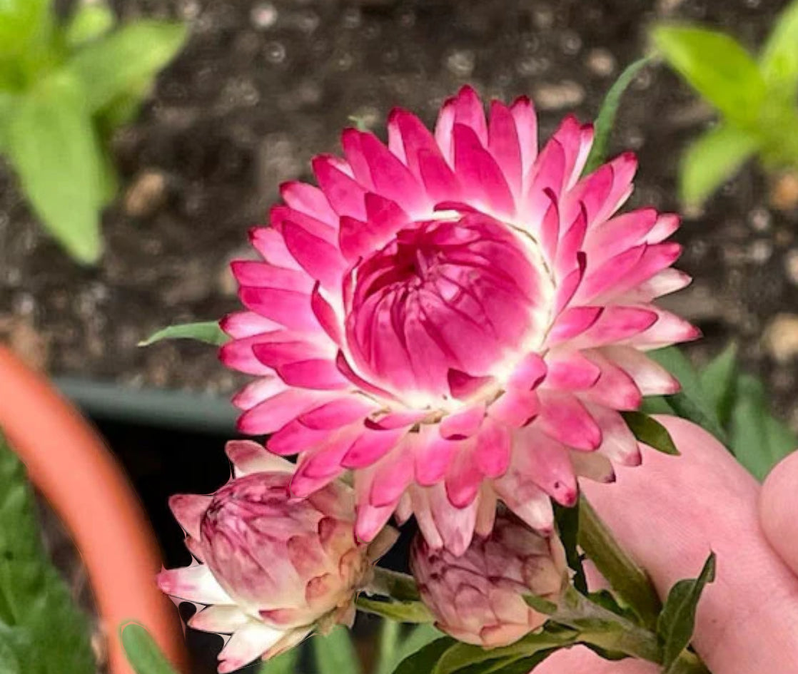 Strawflower seedlings - raspberry rose (6)