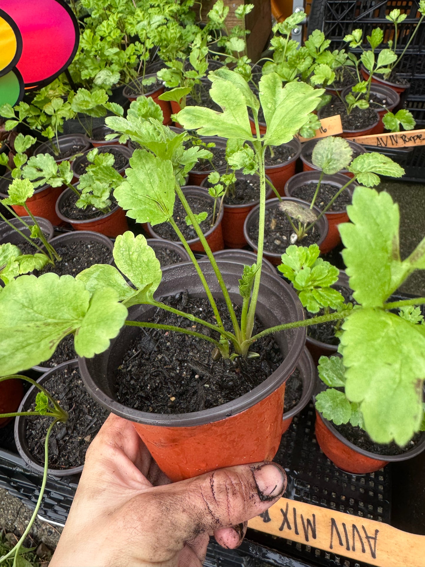 Ranunculus (3 live plants)