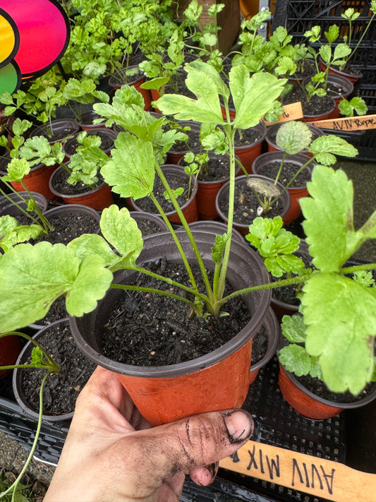 Ranunculus (3 live plants)
